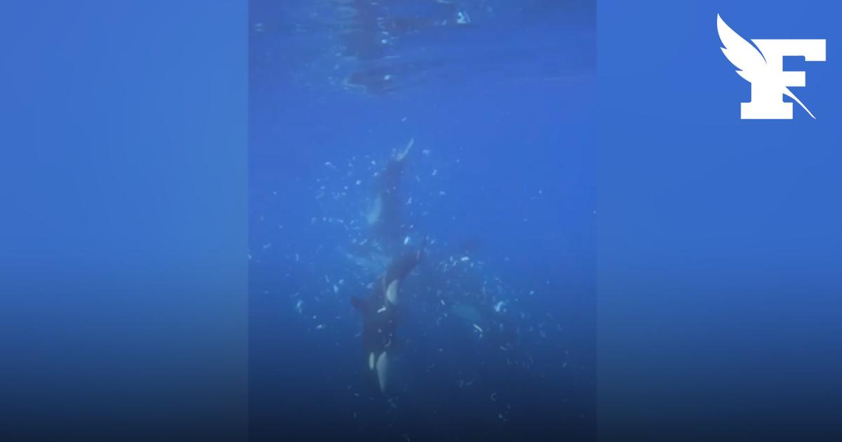 Les images de deux orques s'amusant à déchiqueter un poisson-lune, un aperçu inédit de leur comportement