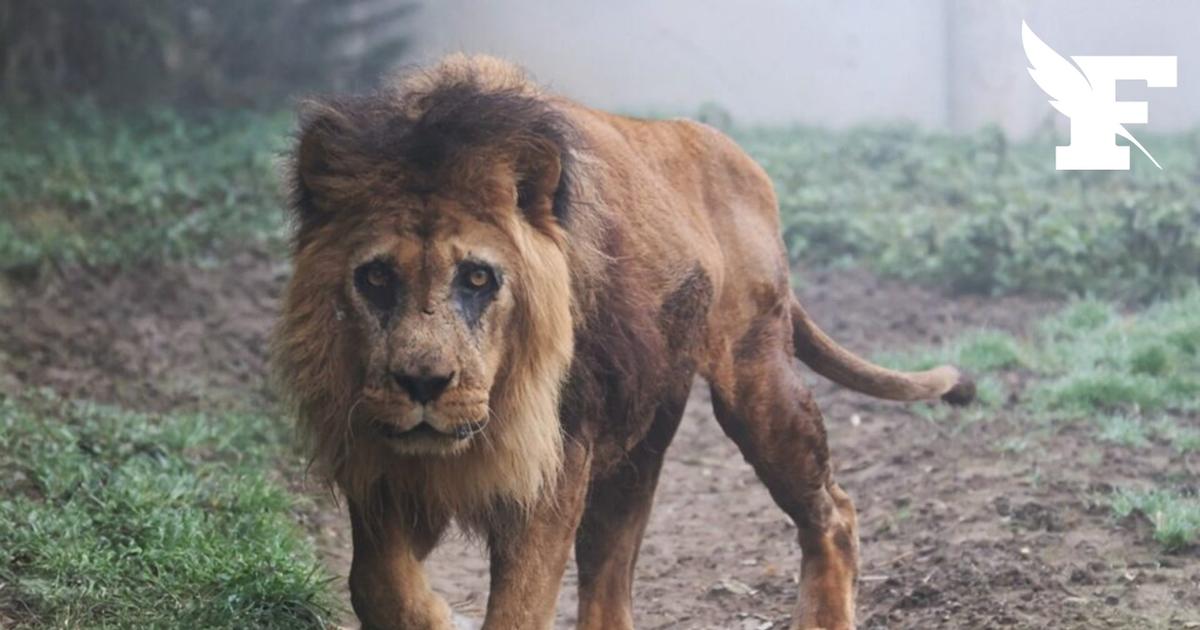 Djibo, le plus vieux lion d’Europe, est mort à l'âge de 27 ans