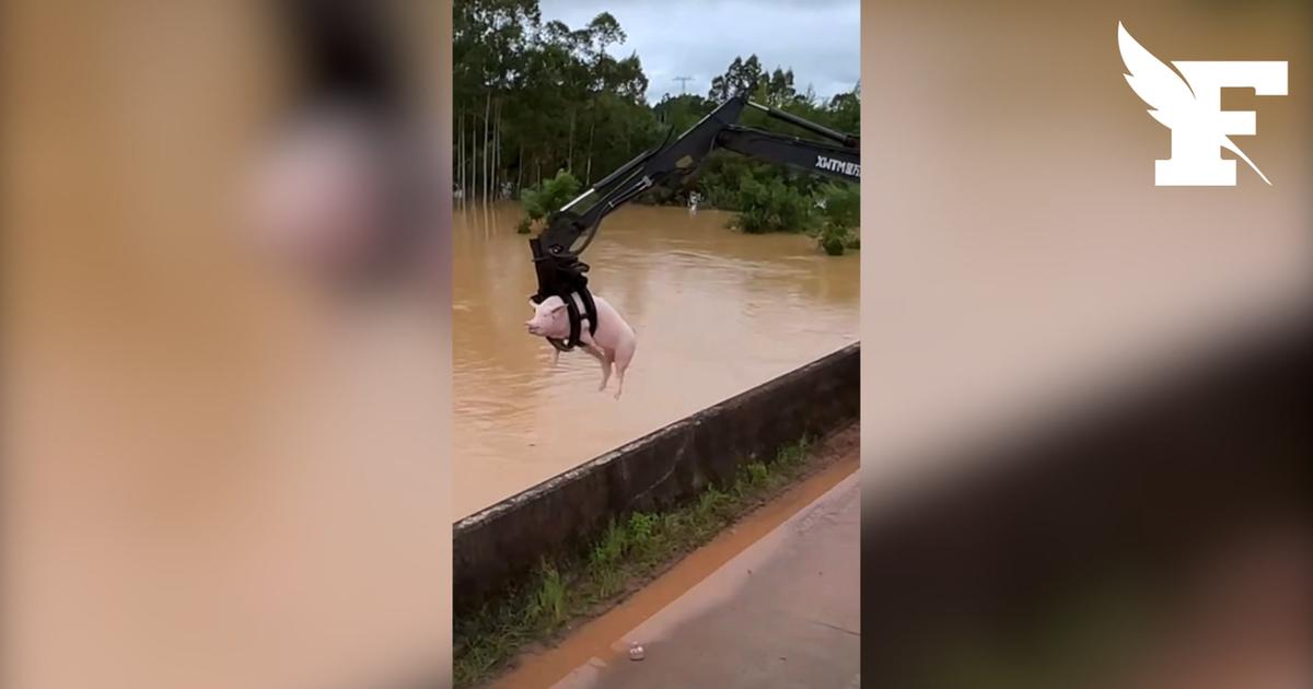 Chine : l'incroyable sauvetage de cochons emportés par les crues après le passage du typhon Maywak