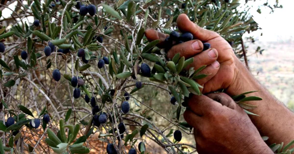 «Symptomatiques des crimes de guerre»: un entrepreneur français porte plainte contre Tsahal pour avoir arraché 600 oliviers centenaires au Liban