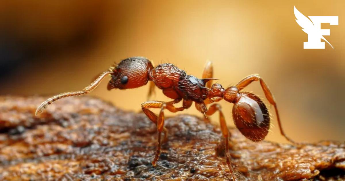 Quelle est cette espèce de fourmis dangereuses pour l'homme détectée dans le Var ?