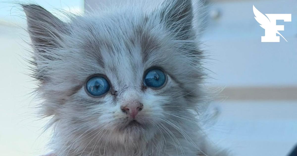 Le fabuleux destin du chaton Saumos, sauvé par les pompiers dans les incendies en Gironde