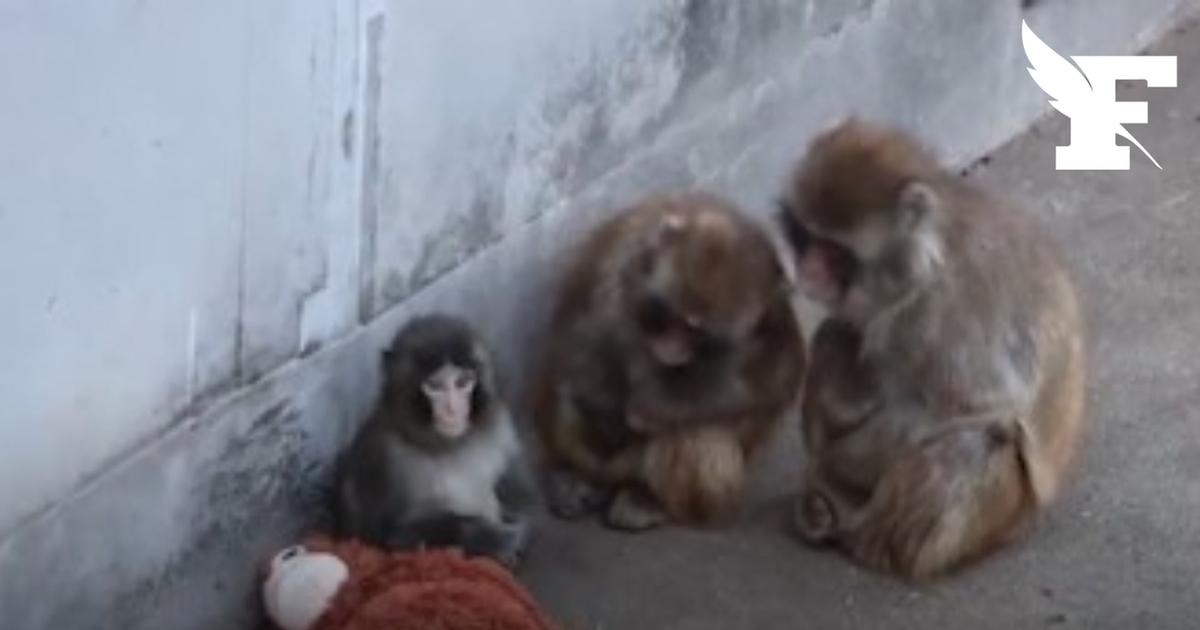 Japon: les images attendrissantes d'un bébé singe orphelin adopté par ses congénères
