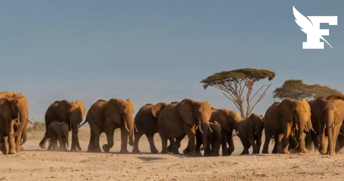 15 éléphants morts en un mois au Kenya... D'après l’enquête préliminaire, le cyanure serait le coupable