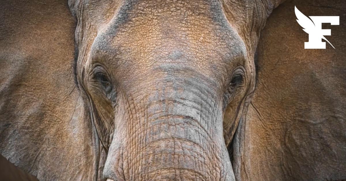 Portugal : Julie, une éléphante de cirque envoyée dans un sanctuaire
