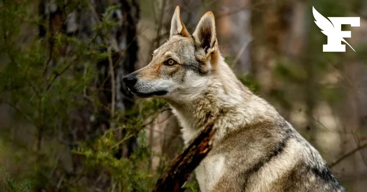 Le loup qui avait mordu une femme dans une galerie en Allemagne commerciale est probablement mort