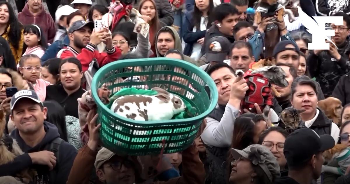 Chiens, chats, lapins, poissons rouges... Des centaines d'animaux bénis pour les célébrations de la Saint-François-d'Assise