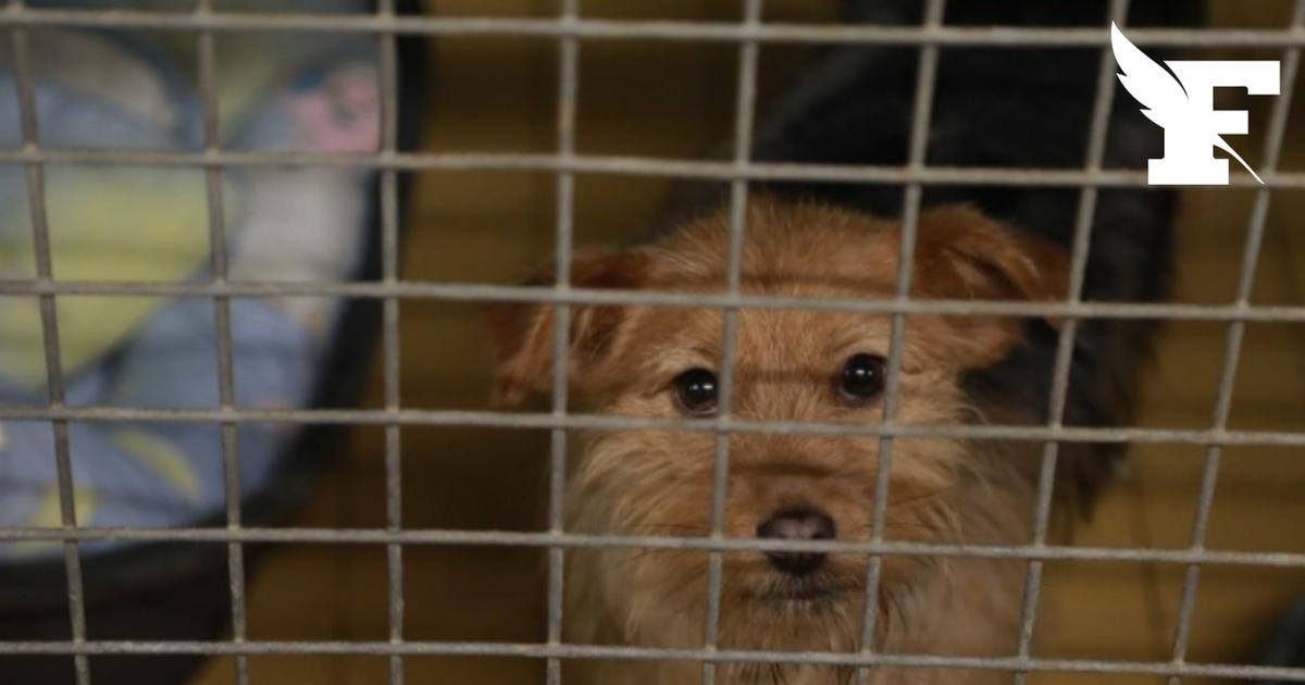 Abandons d'animaux : Michel Sardou, Anny Duperey...des personnalités se mobilisent avant les vacances