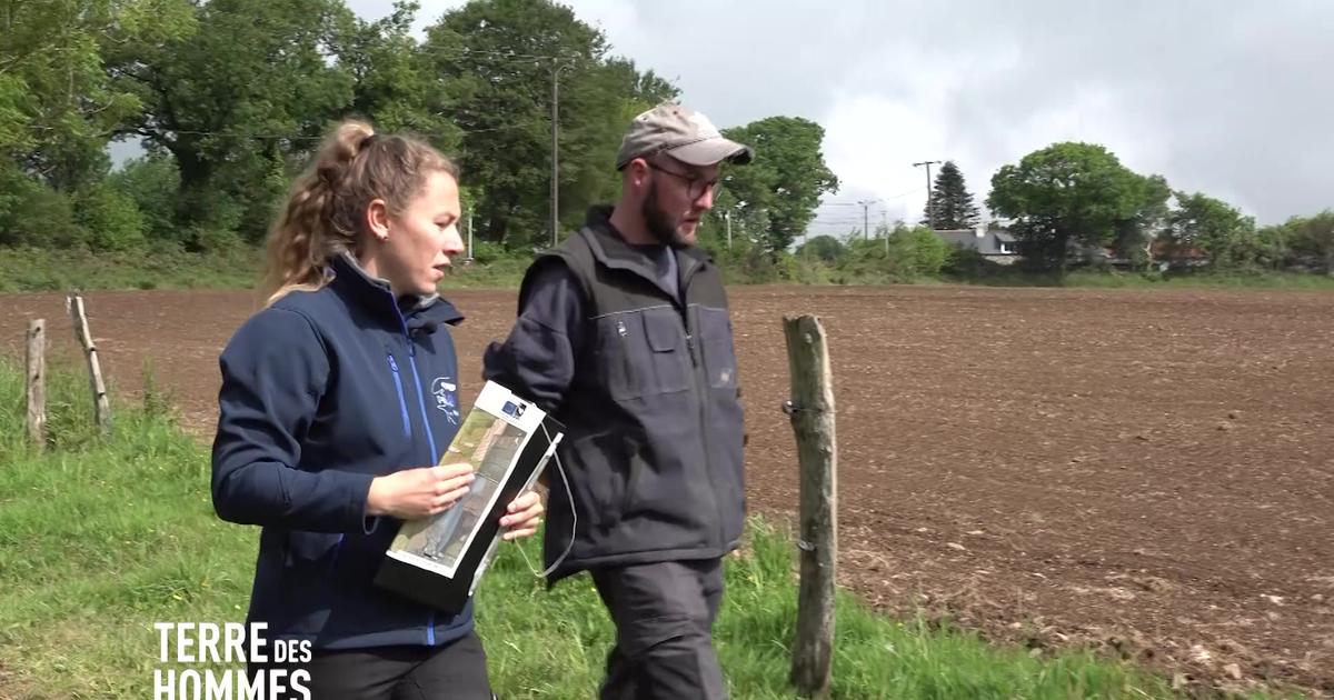Finistère : les agriculteurs face au défi de la replantation des haies
