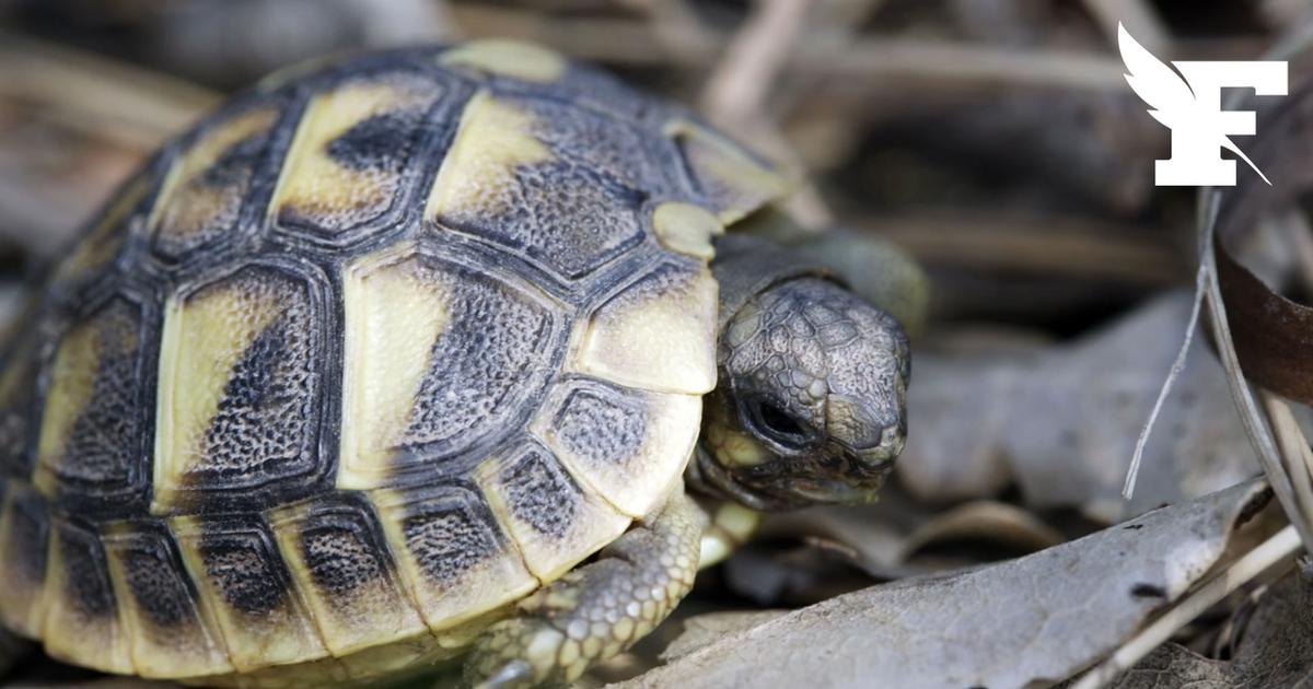 Corse: 16 tortues d’Hermann retrouvées puis saisies chez un particulier