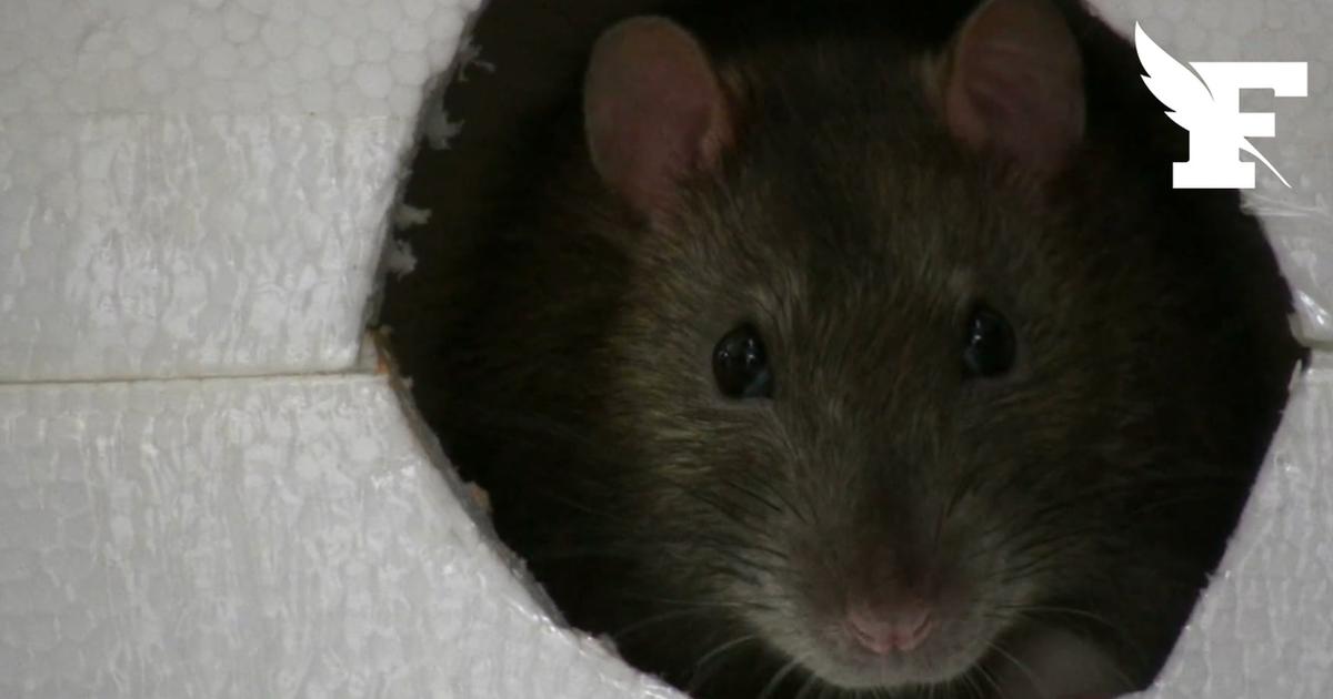 Un enfant «aurait été mordu au bras ou à la main» par un rat à Rouen