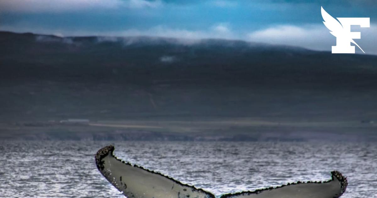 L’Islande expulse des militants de Paul Watson après une tentative d’entrave d’un baleinier