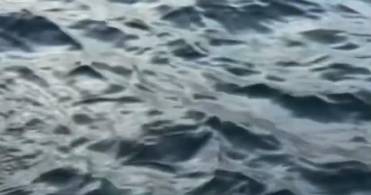 Au Mexique, des pêcheurs viennent au secours d’un chien en pleine mer