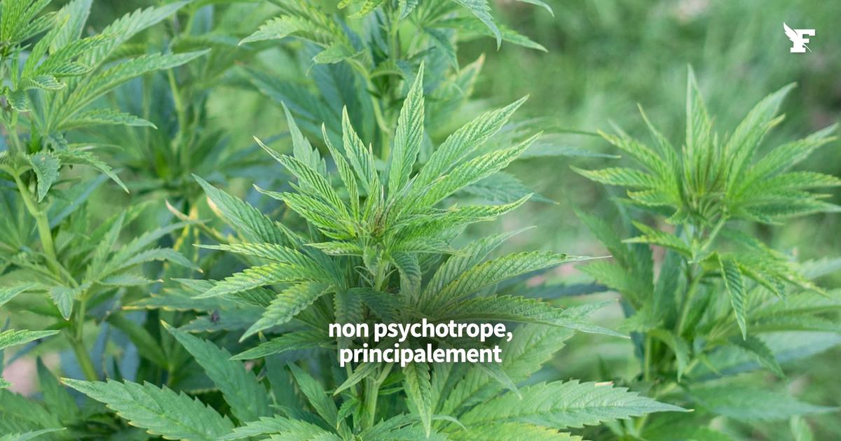 «Le CBD, normalement, ça détend et c’est tout» : des produits vendus comme CBD sont en réalité de dangereux cannabinoïdes de synthèse