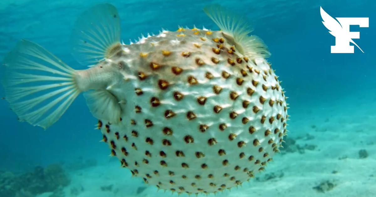 «Ils détruisent la mer», l’arrivée du poisson-ballon en Grèce ravage la pêche
