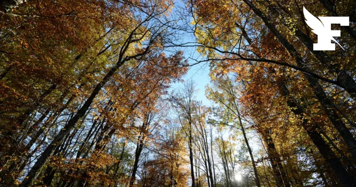 Une commune des Vosges installe des panneaux humoristiques pour lutter contre les ébats sexuels en plein air