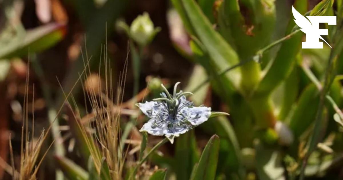 Sarthe : réapparition d'une fleur disparue depuis 150 ans