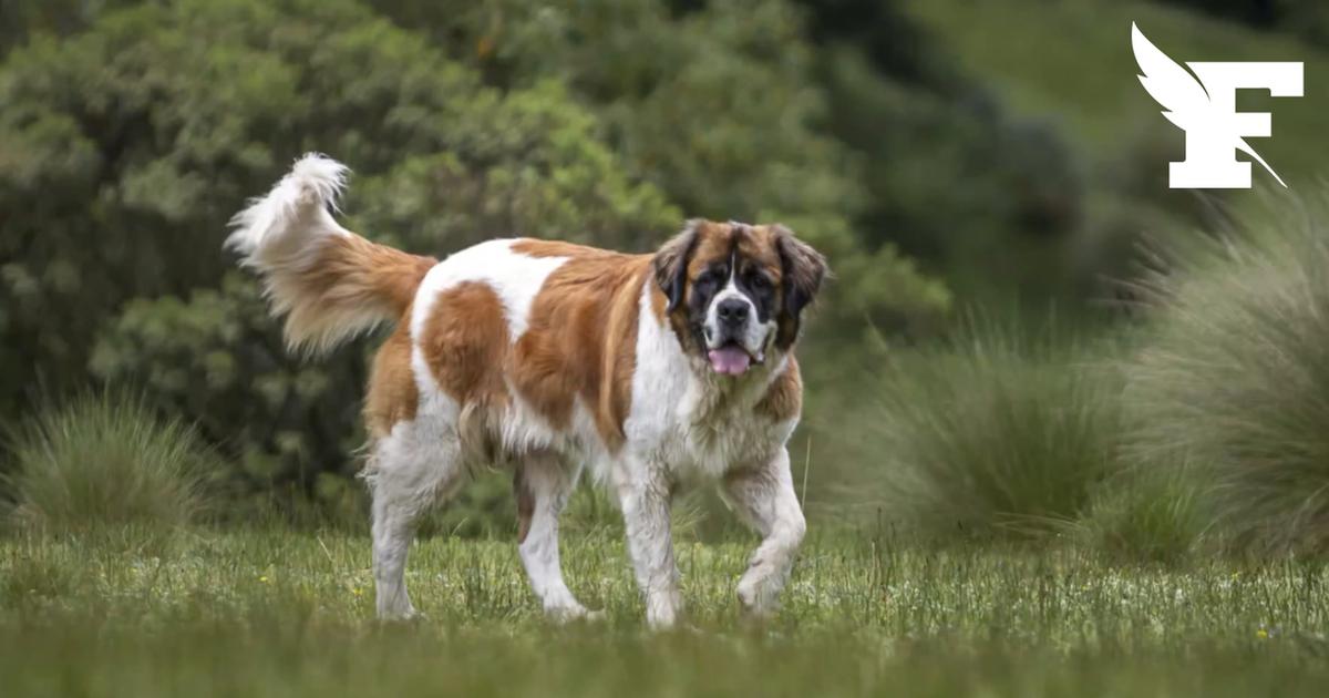 Des randonneurs sauvent un Saint-Bernard attaché à un arbre
