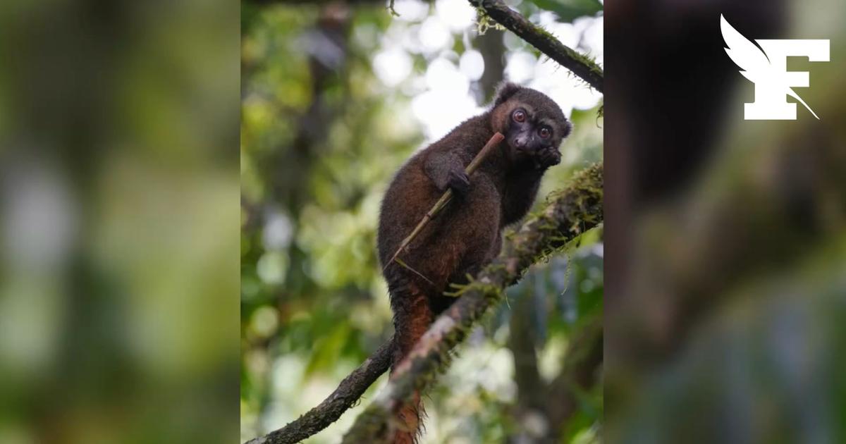 «Un rempart direct contre l'extinction»: l'un des lémuriens les plus menacés au monde est né au zoo de Besançon
