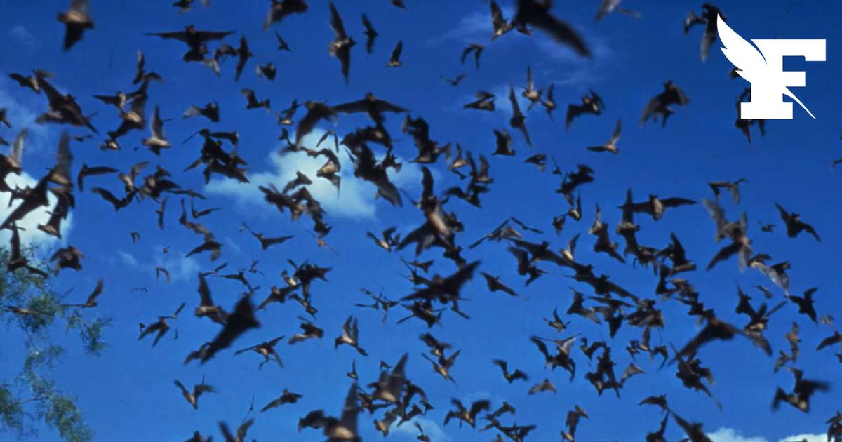 Canada: un enfant meurt en contractant la rage d'une chauve-souris posée sur son visage