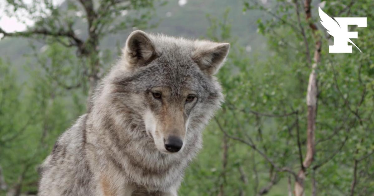 Allemagne: une femme mordue par loup dans une galerie marchande d'Hambourg