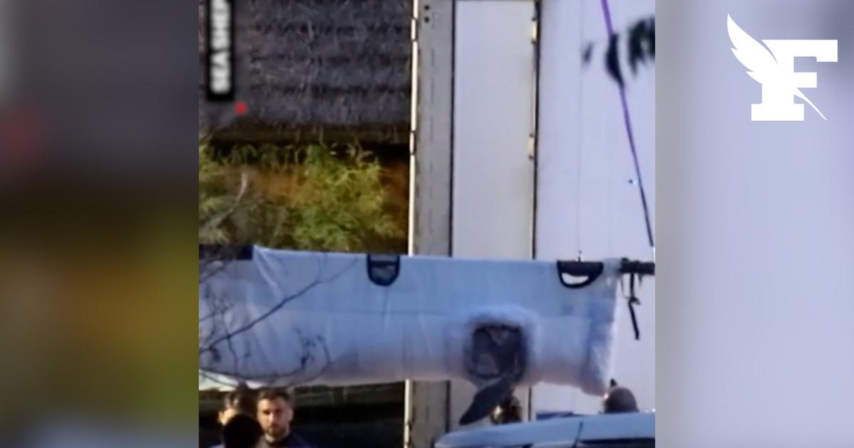 L'ONG Sea Shepherd dévoile les coulisses du transfert de huit des douze dauphins du parc aquatique Marineland