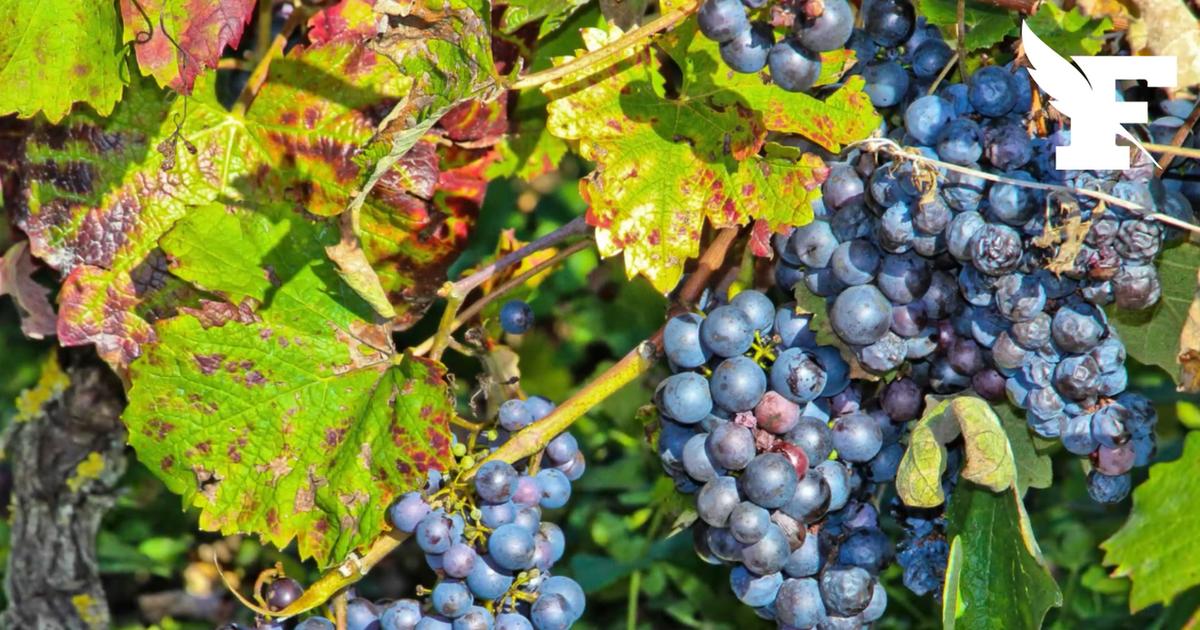 Vendanges 2026 : en raison du climat, les vignerons sont dans une situation floue