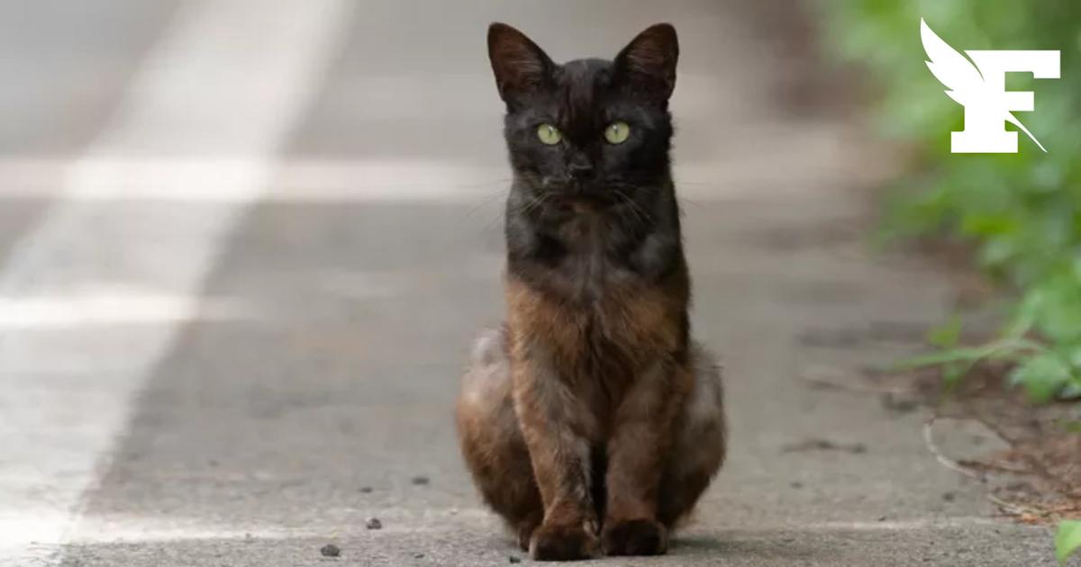 Vietnam: la police restitue plus de quarante chats à leurs propriétaires, initialement volés pour être mangés