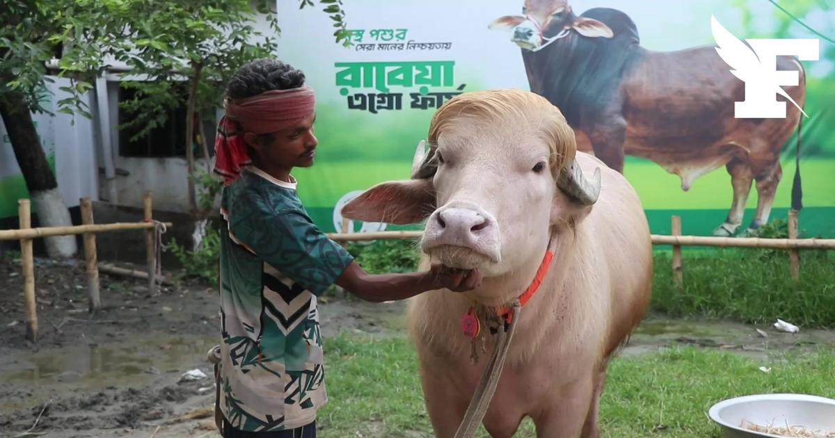 Ce buffle est devenu une star des réseaux sociaux au Bangladesh grâce à sa crinière blonde