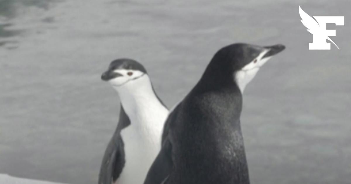 La période de reproduction chez les manchots de plus en tardive, selon une étude scientifique