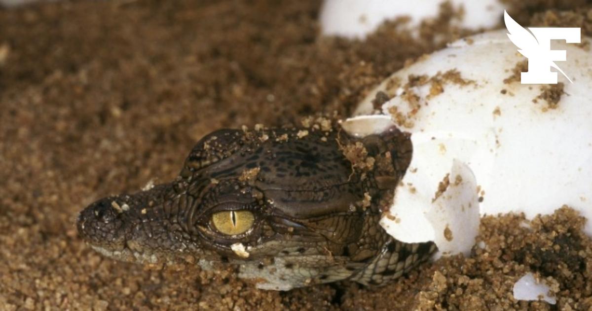 Drôme : dix crocodiles du Nil naissent sans aucune intervention humaine pour la première fois