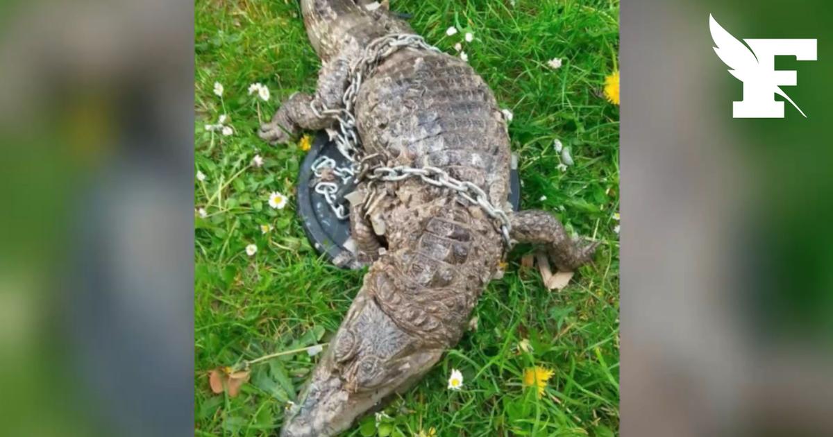 Nord: un homme pêche un cadavre de crocodile enfermé dans un sac de couchage à Roubaix