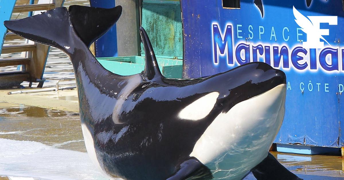Marineland d'Antibes : transfert repoussé pour les orques et les dauphins