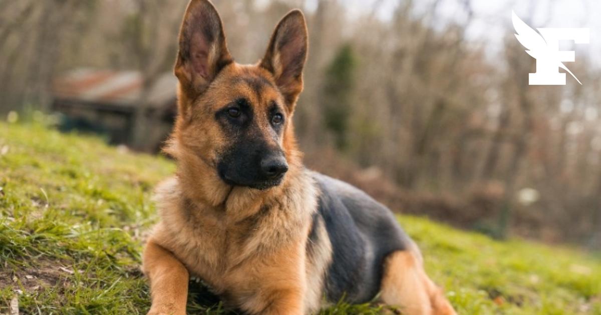 Metz : un homme poursuivi après avoir poignardé neuf fois son chien