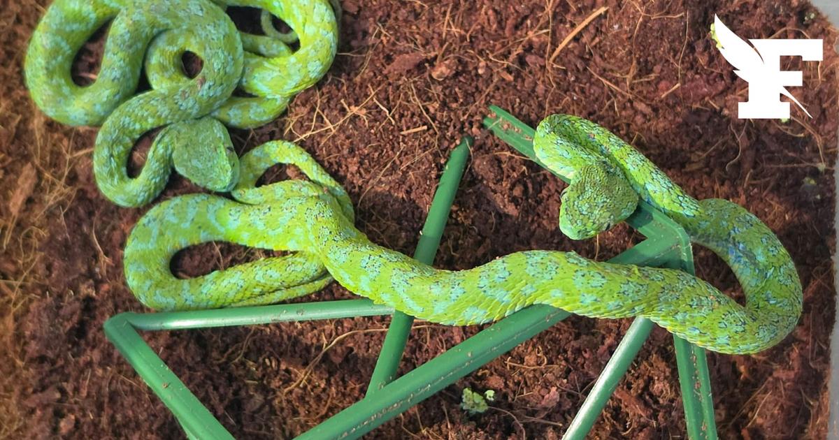 Allemagne : un homme transportait près d'une centaine de serpents venimeux et lézards planqués dans sa valise
