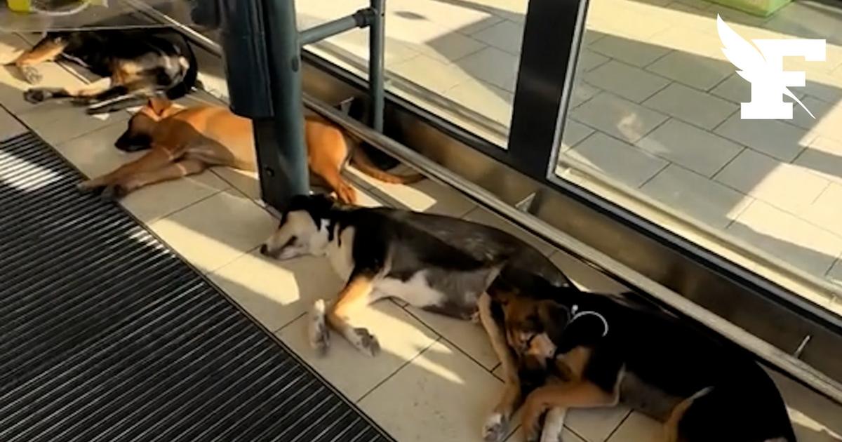 En Sicile, un Lidl ouvre ses portes aux chiens errants face à la canicule