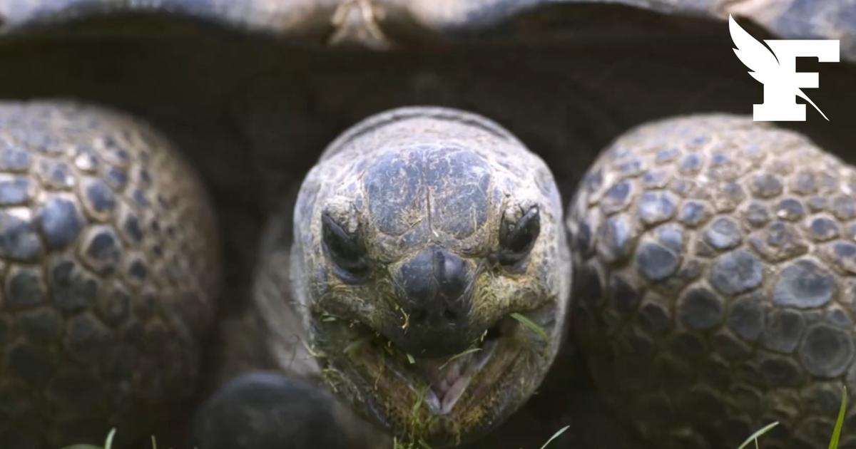 Jonathan, la tortue de 194 ans, décroche un nouveau record Guinness