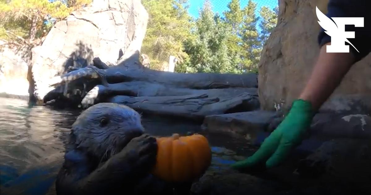 Des loutres d'un zoo américain jouent au basket avec des «mini-citrouilles»