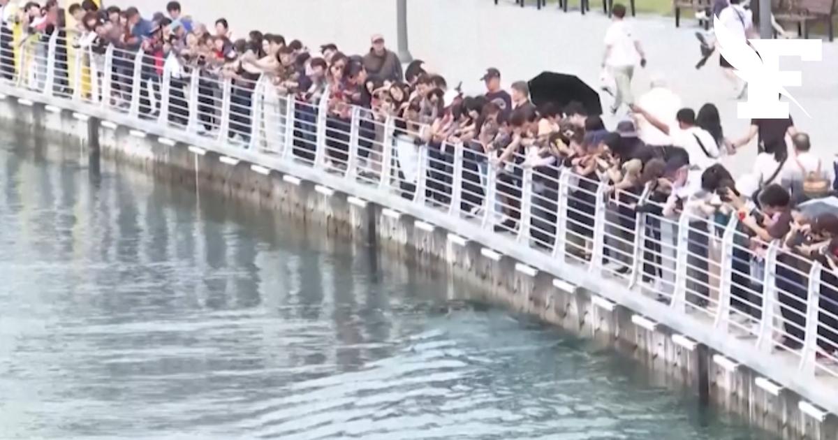 Corée du Sud : un requin bloqué dans le port de Busan attire les foules
