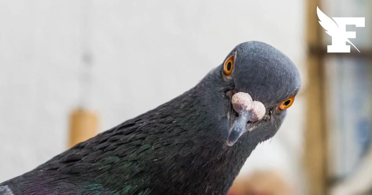 Une étude dément les préjugés existants autour des pigeons