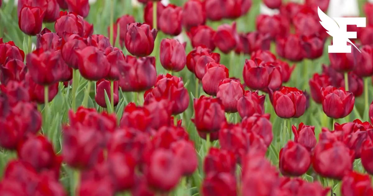 Comme chaque année au mois d’avril, la Turquie se recouvre de Tulipes