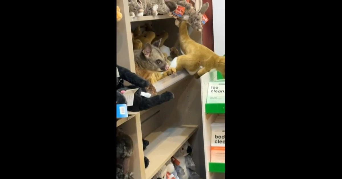 La vidéo d'un opossum sauvage caché dans les peluches d’une boutique de souvenirs
