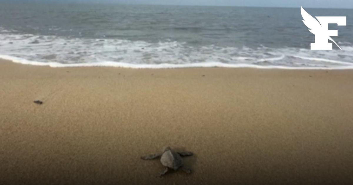 Gabon : suspension des aides américaines, les tortues sont en danger