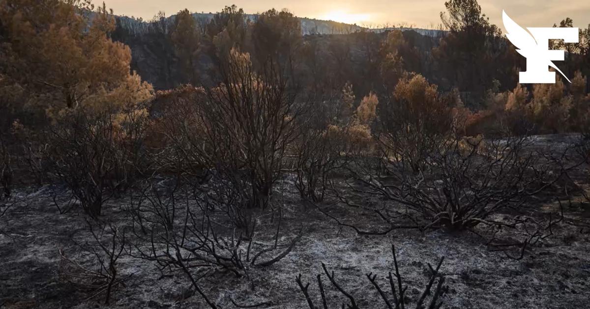 Incendie : les vignerons du Sud craignent une saison compromise