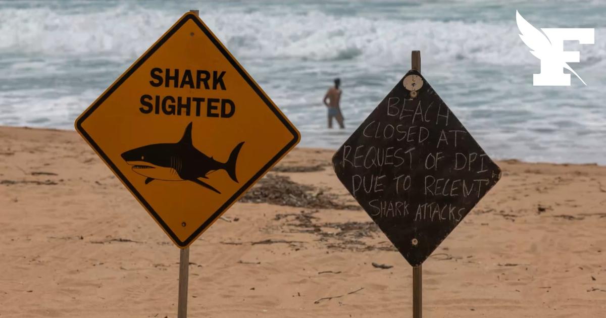 Australie : une nageuse grièvement blessée après avoir été attaquée par un requin