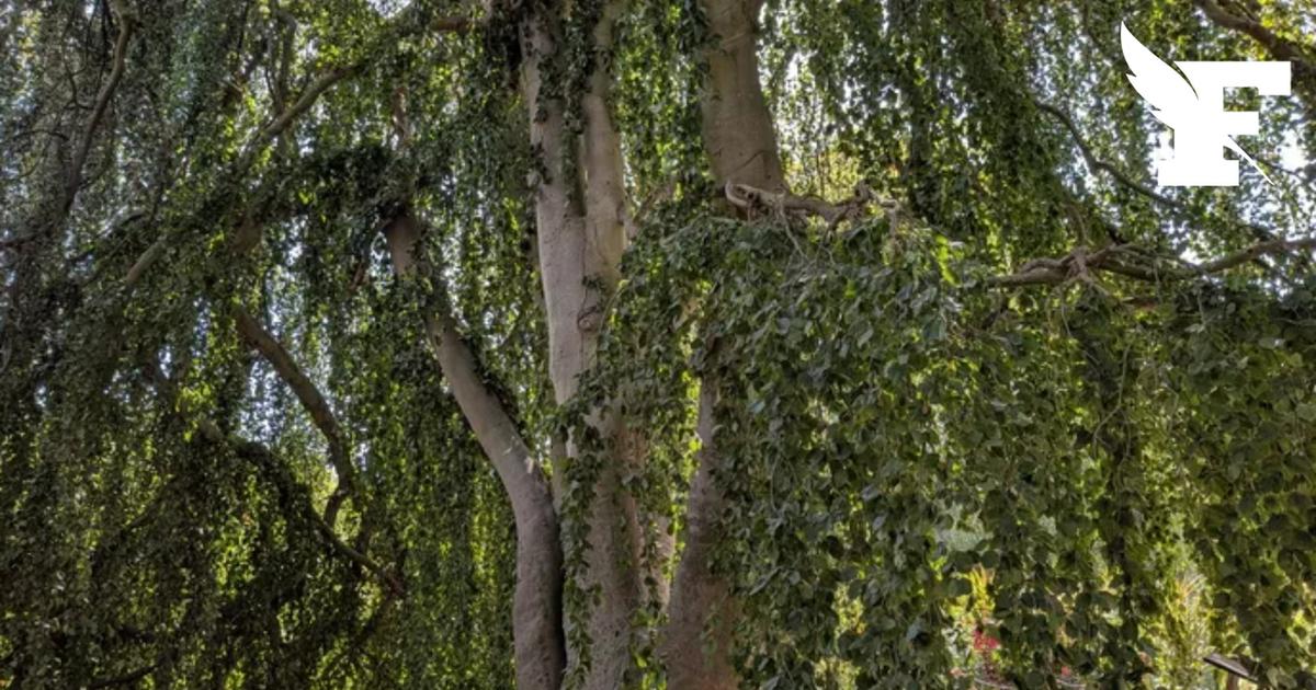 Bois de Vincennes : un hêtre pleureur centenaire, survivant de la canicule de 2003, occupe désormais plus de 300 mètres carrés