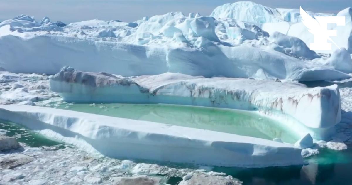 Groenland : six narvals ont aidé les scientifiques à mieux observer l’évolution des eaux arctiques