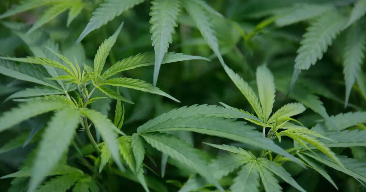 Un trafic de cannabis entre Paris et la Californie démantelé, quatre personnes écrouées