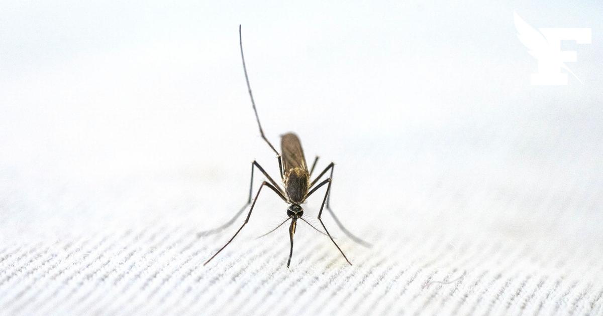 Un premier cas de contamination locale de chikungunya détecté en France, annonce Santé publique France