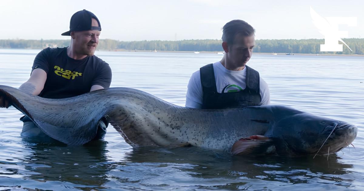 Un silure géant de 2,92 mètres pêché en Pologne, un record mondial